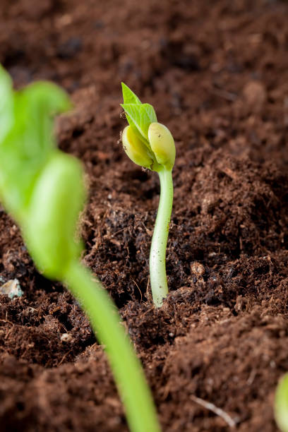 Semilla germinando, imagen del recorrido RenaSer
